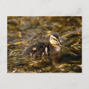 Duckling Vykort