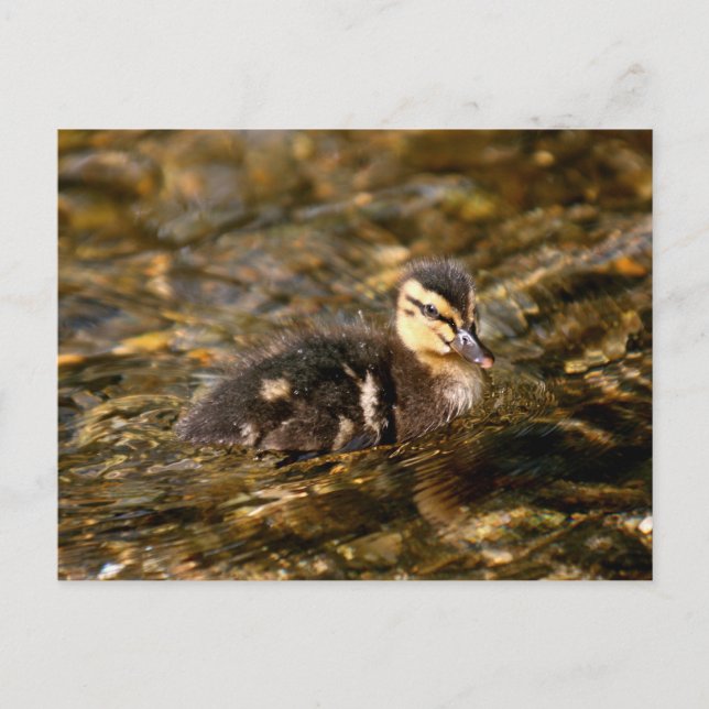 Duckling Vykort (Framsida)