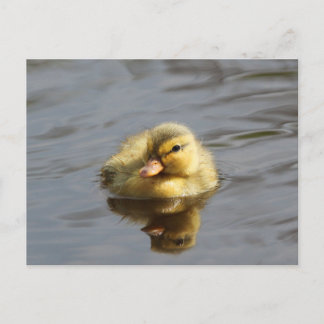 Duckling Vykort