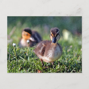Duckling Vykort