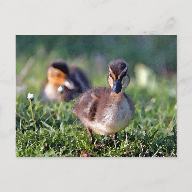 Duckling Vykort (Framsida)
