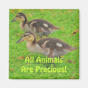 Ducklings Animal-älskare Wildlife Art Magnets Magnet