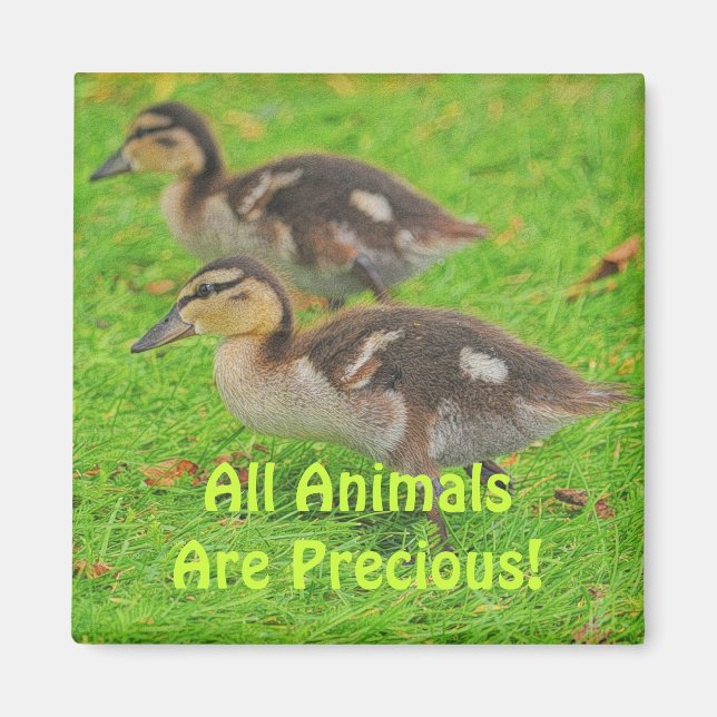 Ducklings Animal-älskare Wildlife Art Magnets Magnet (Framsidan)