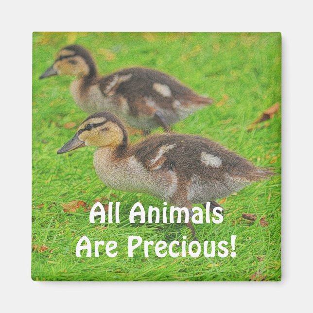 Ducklings Animal-älskare Wildlife Art Magnets Magnet (Framsidan)