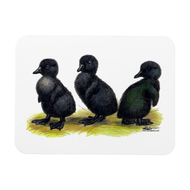 Ducklings Black Cayuga Magnet (Horisontell)