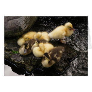 Ducklings Hälsningskort