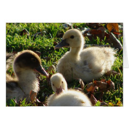 Ducklings Hälsningskort
