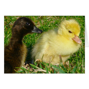 Ducklings Hälsningskort