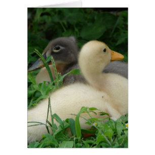 Ducklings Hälsningskort