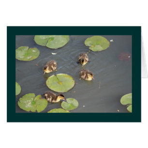 Ducklings-hälsningskort Hälsningskort