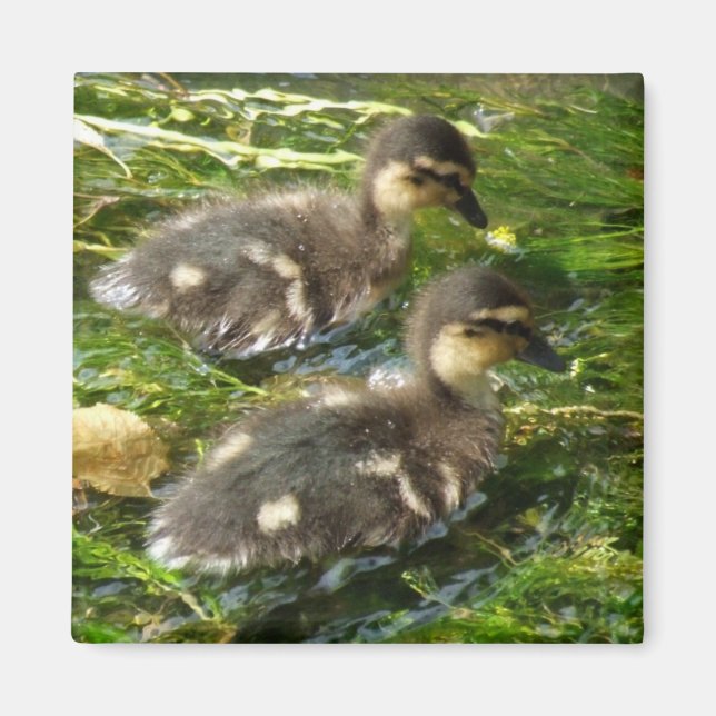 Ducklings Magnet (Framsidan)