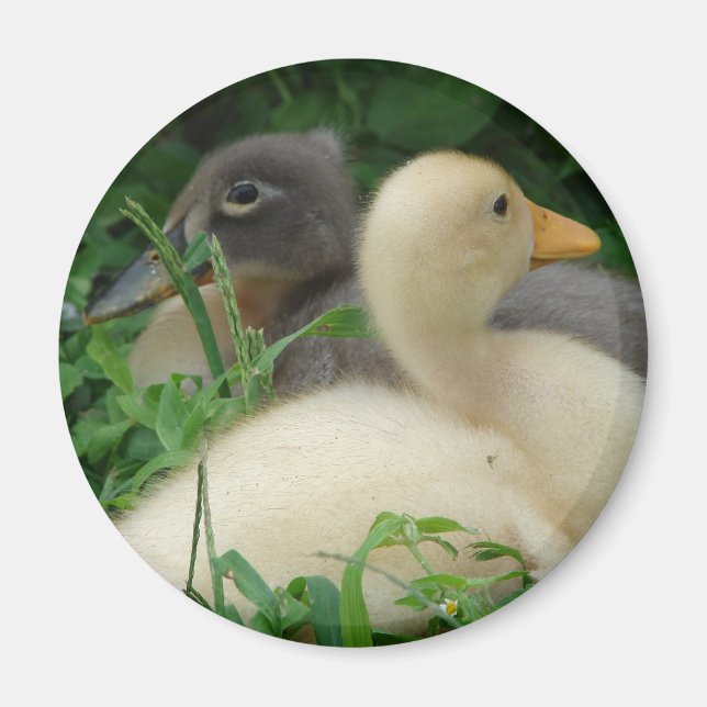Ducklings Magnet (Framsidan)