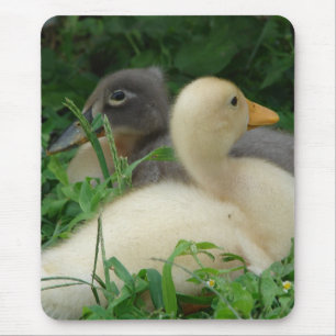 Ducklings Musmatta