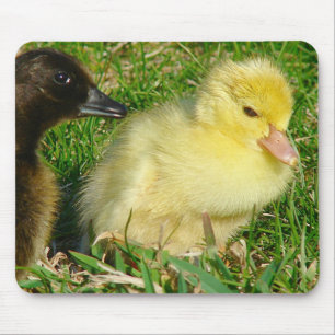 Ducklings Musmatta