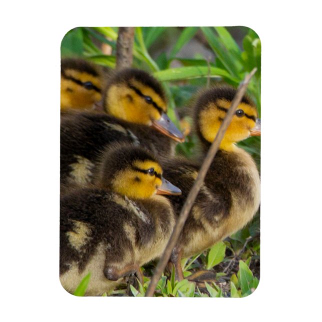 Ducklings Photo Magnet (Vertikal)