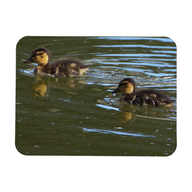 Ducklings Photo Magnet (Skapare uppladdad)