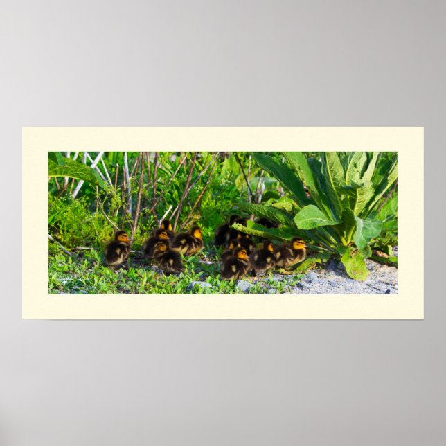 Ducklings Photo Poster (Framsidan)