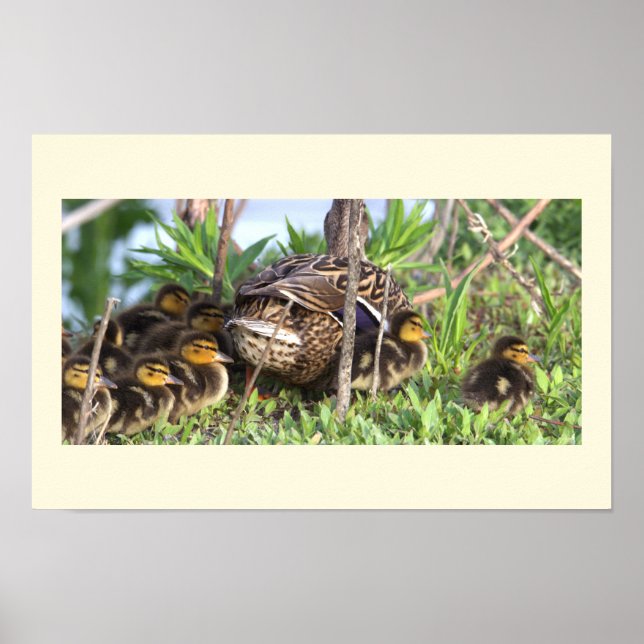 Ducklings Photo Poster (Framsidan)