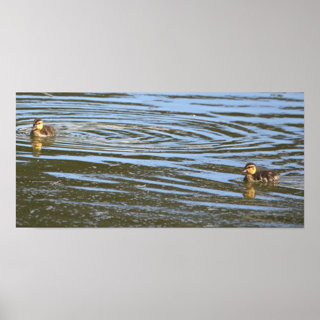 Ducklings Photo Poster (Framsidan)