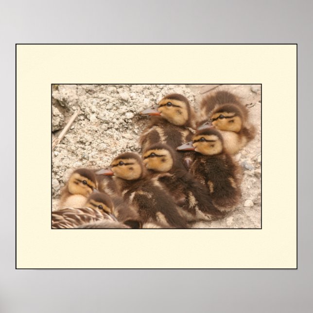 Ducklings Poster (Framsidan)