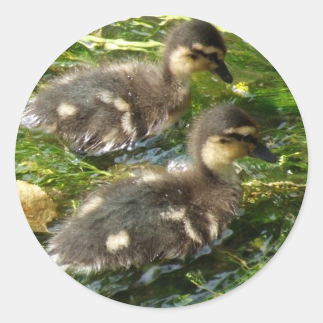 Ducklings Stickers Runt Klistermärke (Framsida)