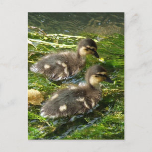 Ducklings vykort