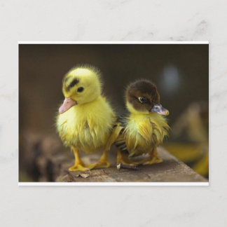 Ducklings Vykort
