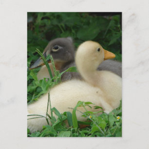 Ducklings Vykort