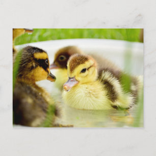 Ducklings Vykort