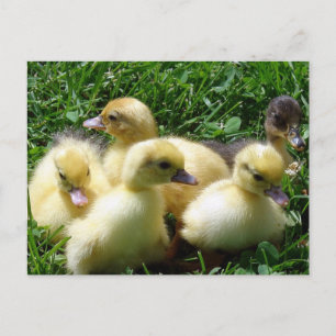 Ducklings Vykort