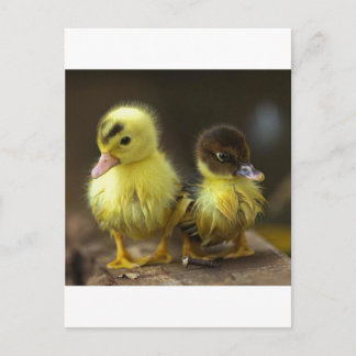 Ducklings Vykort