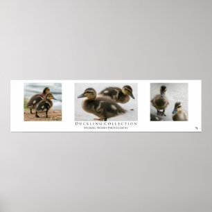 "Ducklingsamling", vit Poster