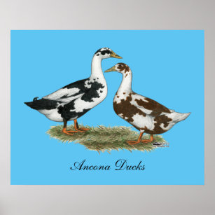 Ducks Ancona Pair Poster
