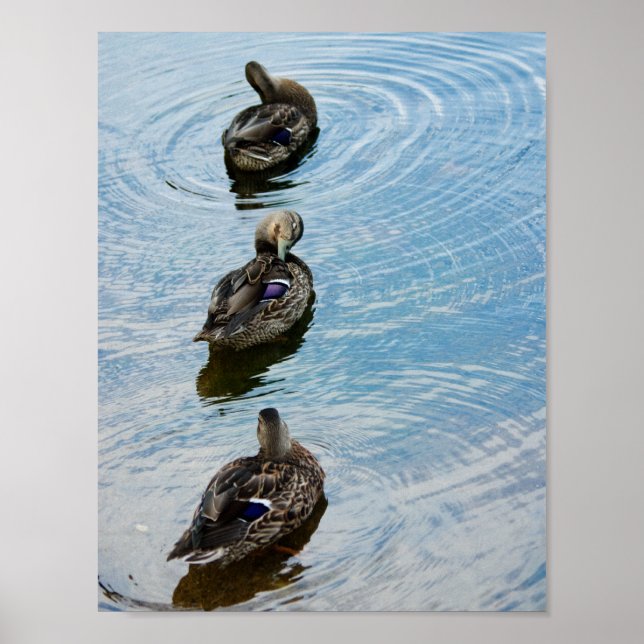 Ducks in a Row Poster (Framsidan)