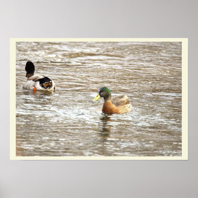 Ducks in Icy Creek Poster (Framsidan)