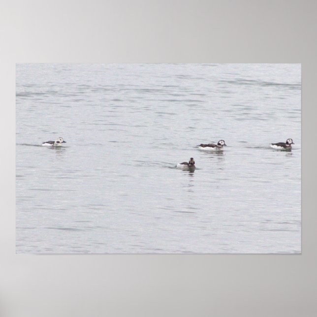 Ducks Photo Poster (Framsidan)