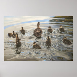 Ducks Swimming Poster