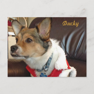 Ducky Hund Postcard Vykort