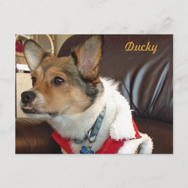 Ducky Hund Postcard Vykort (Framsida)
