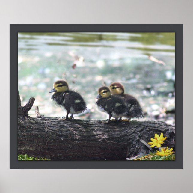 Ducky Print -24x20 -andra storlekar tillgängliga Poster (Framsidan)