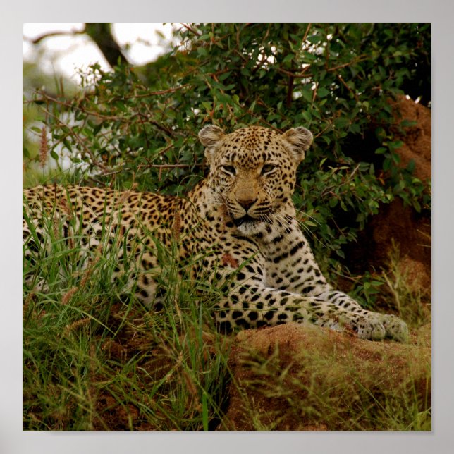 Dudley River Bank -2 Poster (Framsidan)