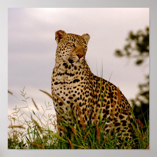Dudley River Bank Poster (Framsidan)