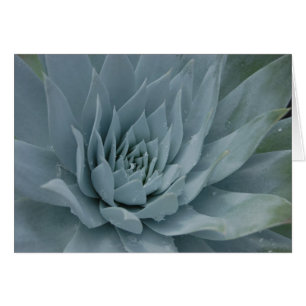 Dudleya kort