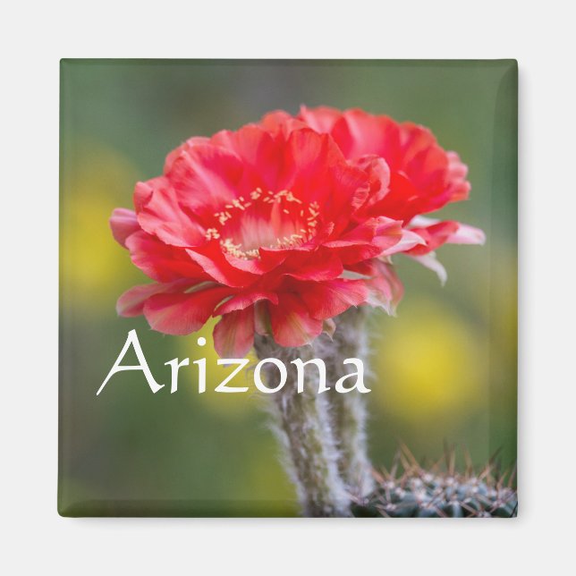 Duet av Firelight cactus blomma, Arizona Magnet (Framsidan)