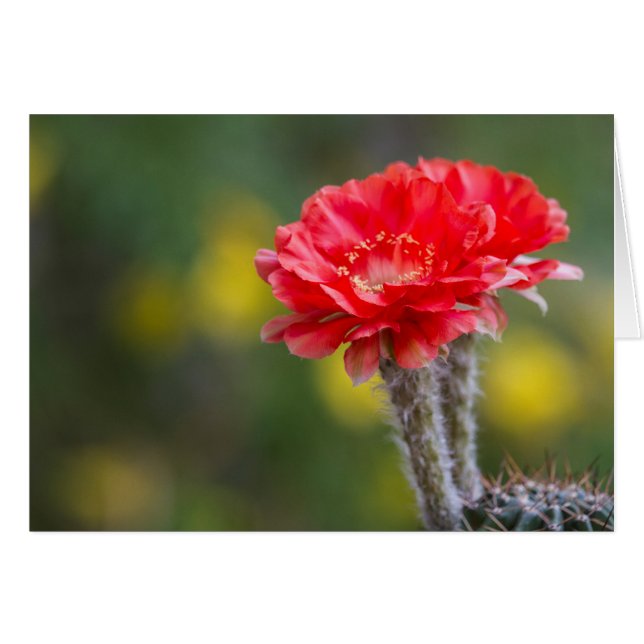 Duet av Firelight cactus blomma Hälsningskort (Framsidan Horizontal)