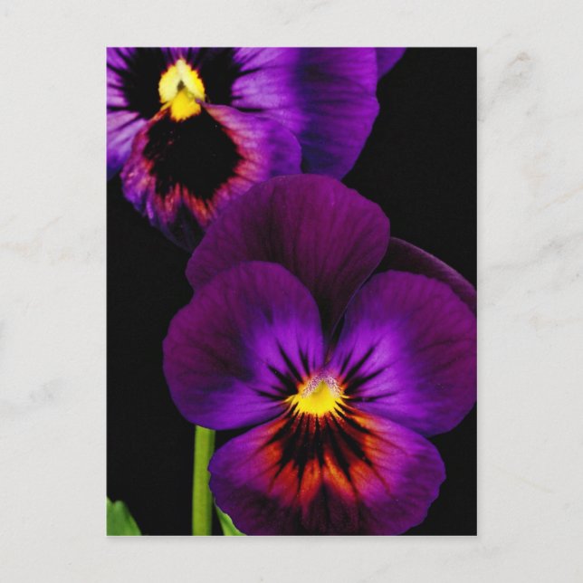 Duet of lila pansies, Washington State-blommor Vykort (Framsida)