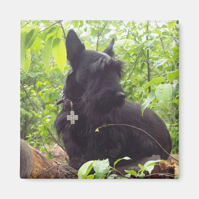 "Duide" skotsk Terrier Magnet (Framsidan)