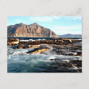 Duiker Island, södra Afrikan Vykort