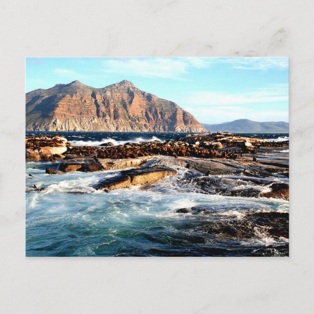 Duiker Island, South Afrika Postcard Vykort (Framsida)