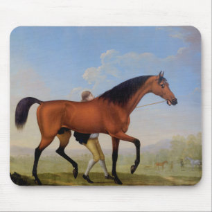Duke av Ancaster Bay Stallion Musmatta